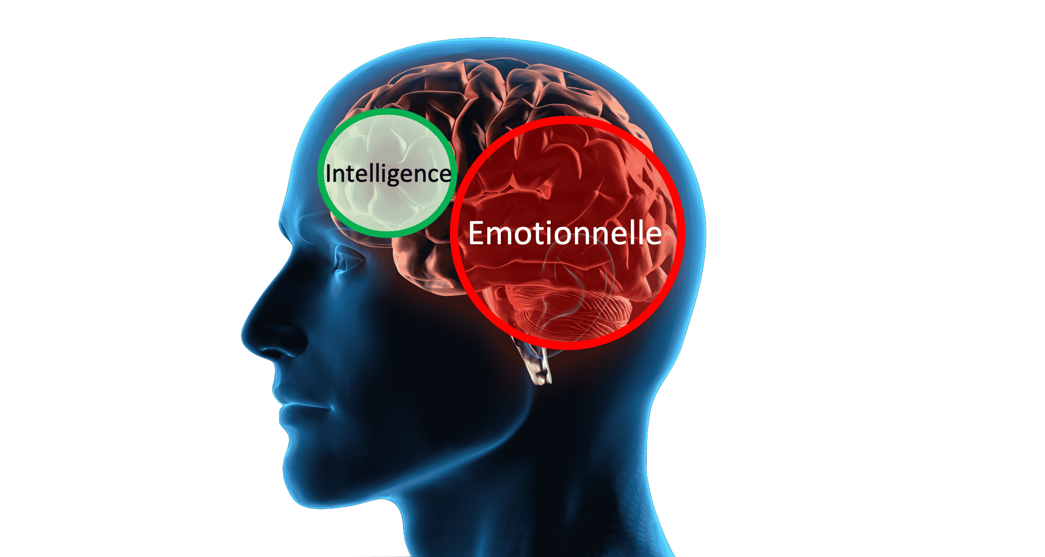 Course Image Intelligence Emotionnelle (Saint-Louis 2022-2023)